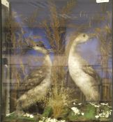 A pair of stuffed and mounted Grebe in naturalistic setting and three sided glass fronted display