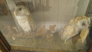 A pair of early 20th Century stuffed and mounted Barn Owls in naturalistic setting and three sided