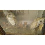 A pair of early 20th Century stuffed and mounted Barn Owls in naturalistic setting and three sided