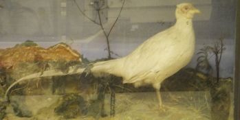 A stuffed and mounted white Pheasant set in naturalistic setting and glass fronted display case