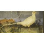 A stuffed and mounted white Pheasant set in naturalistic setting and glass fronted display case