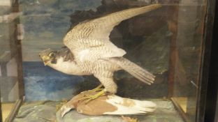 An early 20th Century suffed and mounted Peregrine Falcon with pigeon prey in three sided glassd