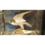 An early 20th Century suffed and mounted Peregrine Falcon with pigeon prey in three sided glassd