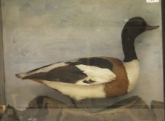 A stuffed and mounted Shell Duck set in naturalistic setting and three sided display case