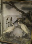 A pair of stuffed and mounted Little Egrets together with a pair of stuffed and mounted Grey