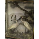A pair of stuffed and mounted Little Egrets together with a pair of stuffed and mounted Grey
