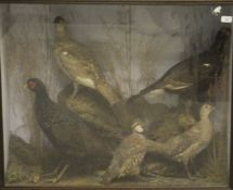An early 20th Century stuffed and mounted male and female black grouse, Melanistic Pheasant,