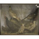 An early 20th Century stuffed and mounted male and female black grouse, Melanistic Pheasant,