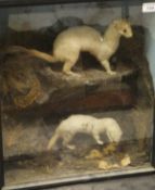 A mid 20th Century stuffed and mounted Stoat and Weasel set in naturalistic setting and glass