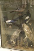 An early 20th Century stuffed and mounted Tawny Owl together with a Long Eared Owl,