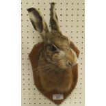 A stuffed and mounted Hare mask on a pine shield shaped plaque