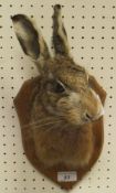 A stuffed and mounted Hare mask on a pine shield shaped plaque