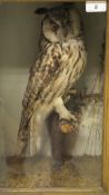 A circa 1900 stuffed and mounted Long Eared Owl in naturalistic setting and glass fronted display