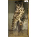 A circa 1900 stuffed and mounted Long Eared Owl in naturalistic setting and glass fronted display