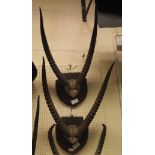A pair of Waterbuck horns mounted seperately on oak shield shaped plaques