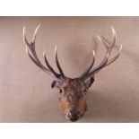 A stuffed and mounted 10 point Red Deer head set on wooden plaque