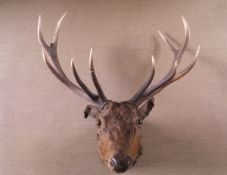 A stuffed and mounted 10 point Red Deer head set on wooden plaque