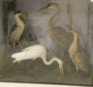 A stuffed and mounted Black Crowned Night Heron, a common Egret,