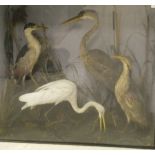 A stuffed and mounted Black Crowned Night Heron, a common Egret,