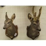 A pair of stuffed and mounted Roe heads, Doe and Buck,