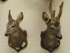 A pair of stuffed and mounted Roe heads, Doe and Buck,