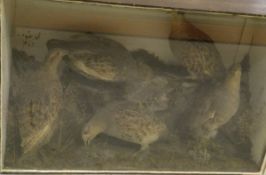 Two pairs and single stuffed and mounted English Grey Legged Partridge in naturalistic setting set