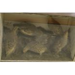 Two pairs and single stuffed and mounted English Grey Legged Partridge in naturalistic setting set