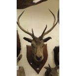 A stuffed and mounted six point Red Deers Stag head on oak shield shaped plaque bears a paper label