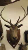 A stuffed and mounted six point Red Deers Stag head on oak shield shaped plaque bears a paper label