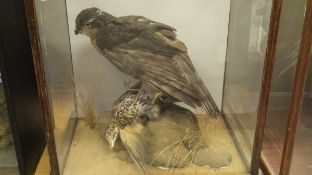 A mid 20th Century stuffed and mounted Sparrowhawk with Thrush prey set on a grassy covered rock