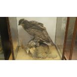 A mid 20th Century stuffed and mounted Sparrowhawk with Thrush prey set on a grassy covered rock