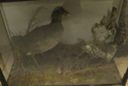 A stuffed and mounted Water Hen and two further smaller birds set on moss covered branches in