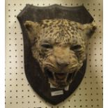 An early 20th Century stuffed and mounted Leopards head on oak shield shaped plaque (originally Rug