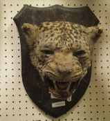 An early 20th Century stuffed and mounted Leopards head on oak shield shaped plaque (originally Rug