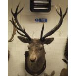 A stuffed and mounted fourteen point Red Deer head on oak shiled shaped plaque bearing ivorine