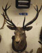 A stuffed and mounted fourteen point Red Deer head on oak shiled shaped plaque bearing ivorine