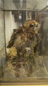 A stuffed and mounted Tawny owl in five sided glazed display case set on naturalistic setting