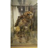 A stuffed and mounted Tawny owl in five sided glazed display case set on naturalistic setting