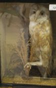 A stuffed and mounted Barn Owl set in naturalistic setting and a glass fronted display case