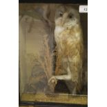 A stuffed and mounted Barn Owl set in naturalistic setting and a glass fronted display case