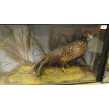 A stuffed and mounted Cock Pheasant housed in naturalistic setting and three sided glass display