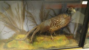 A stuffed and mounted Cock Pheasant housed in naturalistic setting and three sided glass display