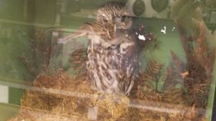 A mid 20th Century stuffed and mounted Little Owl with Sparrow prey set in naturalistc setting and