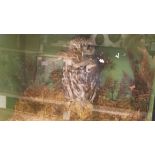 A mid 20th Century stuffed and mounted Little Owl with Sparrow prey set in naturalistc setting and