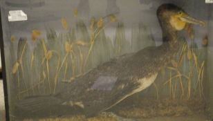 A stuffed and mounted Cormorant set in naturalistic setting and glass fronted display case