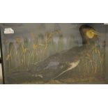 A stuffed and mounted Cormorant set in naturalistic setting and glass fronted display case