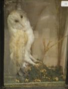 An early 20th Century stuffed and mounted Barn Owl in naturalistic setting and three sided glass