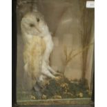 An early 20th Century stuffed and mounted Barn Owl in naturalistic setting and three sided glass