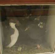 A Victorian stuffed and mounted collection of birds comprising Guillemot, Moore Hen, Jay,