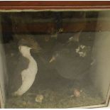 A Victorian stuffed and mounted collection of birds comprising Guillemot, Moore Hen, Jay,